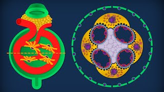 Rene  Anatomia microscopica [upl. by Nycila]