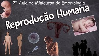 Minicurso de Embriologia  Aula 02  Reprodução Humana [upl. by Enos392]