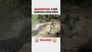 VEJA O QUE ESSE CROCODILO FEZ COM O PORCO NA FRENTE DOS TURISTAS 😰 [upl. by Roch]