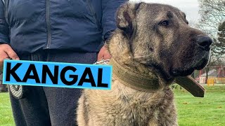 Turkish Kangal Shepherd  TOP 10 Interesting Facts [upl. by Cence988]