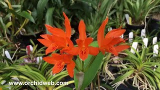 OrchidWeb  Cattleya aurantiaca [upl. by Assirak]