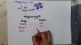 megakaryocytes shape  Hematology [upl. by Specht]