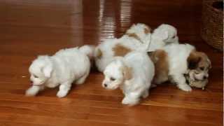 ShichonTeddy Bear Puppies for Sale [upl. by Oneal]