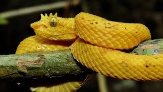 Eyelash pit viper yellow morph Bothriechis schlegelii [upl. by Thelma]