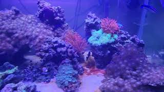 update on 4 year old 40 gallon low budget reef tank 12022023 [upl. by Alyam]