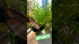 Baby Thyme 🌱 nature vlog plants growth green funny cute [upl. by Younger]