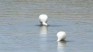 Spoonbills feeding [upl. by Brinkema431]