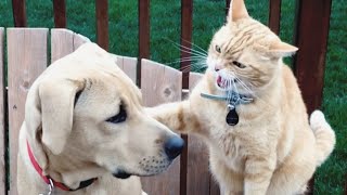 Cats vs Dogs Fighting  Funny Cats and Dogs Compilation  PETASTIC 🐾 [upl. by Analed]