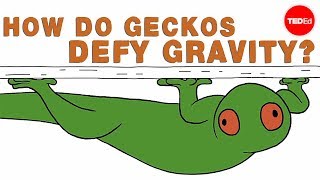 How do geckos defy gravity  Eleanor Nelsen [upl. by Chucho]