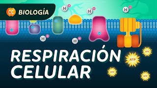 Respiración celular Crash Course Biología 27 [upl. by Oedama]