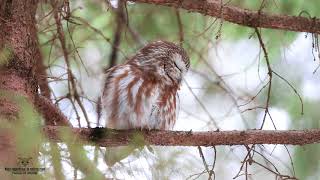 Petite nyctale chant  song Northern Sawwet owl [upl. by Anhavas]