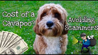 Puppy Scammers How much does a Cavapoo cost  What we paid for Bailey [upl. by Tobe]