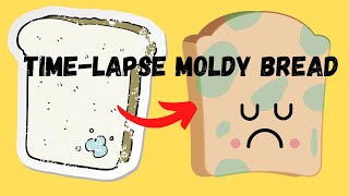 Time  lapse of Mold Growing on Bread [upl. by Friedberg]