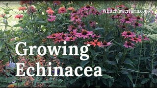 Growing Echinacea [upl. by Padraic]