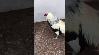 Shorty Bullock Grey gamefowl history [upl. by Ahkos]