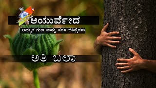 Benefits Of Abutilon indicum AtiBala  Ayurveda Treatments  Kannada Video  Namma Bharatha [upl. by Ttekcirc]