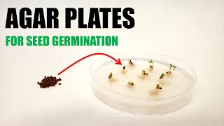 How to Prepare Agar Plates for Seed Germination Experiments [upl. by Niro361]