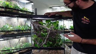 Anole Enclosure How to Build Simple and Easy for Breeding or Pet [upl. by Proctor]