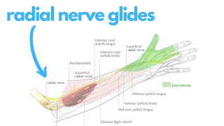 Radial Nerve Glides Easy to Advanced [upl. by Nehr374]