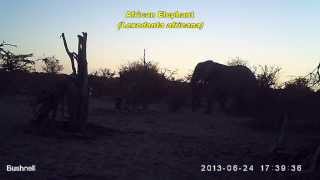 Wildlife in Makgadikgadi Pans National Park June 2013 Bushnell Trophy Cam 119476C [upl. by Acire]