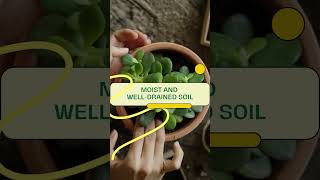 The African Violet Plant Everything You Need To Know To Get Started [upl. by Yliak721]