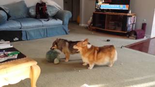 Corgi amp Swedish Vallhund Play 2 [upl. by Iggep710]