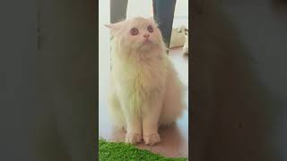 Naasha 💕💕cuteanimal catelover cutecat cutepet pets lovecatzone catcute [upl. by Ayaet]