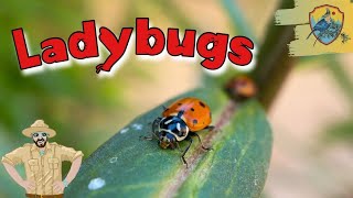 Amazing Ladybug Facts For Kids  Kids Nature Show [upl. by Rama]