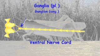 4 Insect central nervous system [upl. by Ranite447]