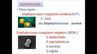 Infections à Staphylocoque [upl. by Vandyke]