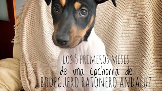 Los 5 primeros meses de Nia la bodeguera nuestra cachorra de bodeguero andaluz [upl. by Murry743]