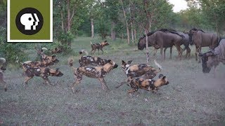 Wild Dogs Take on Wildebeest [upl. by Ajnat]