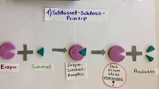 Biologie  Enzymreaktion und Hemmungen [upl. by Emelun]