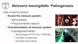 1 Microbiology of Neisseria [upl. by Oliana99]