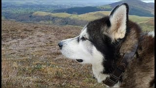 Happy dog Sherpa  When a stroll turns into a long Hike [upl. by Lucier853]