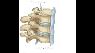 Two Minutes of Anatomy Anterior Longitudinal Ligament [upl. by Annunciata488]