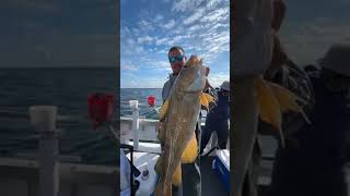 Fall Fishing on the Black Hawk blackhawkfishing fishing cod seabass [upl. by Yema]