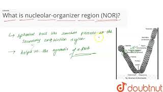 What is nucleolarorganizer region NOR  CLASS 11  CELL  THE UNIT OF LIFE  BIOLOGY  Do [upl. by Worra274]