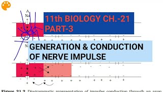 Class 11 BiologyCh21 Part3Generation amp conduction of nerve impulseStudy with Farru [upl. by Celisse]