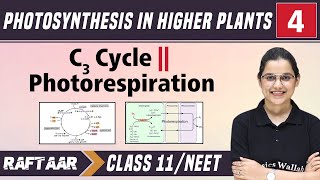 Photosynthesis in Higher Plants 04  Photorespiration  Class11NEET  RAFTAAR [upl. by Yblehs]