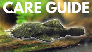 How to Care for Bristlenose Plecos Beginner Guide [upl. by Grossman]