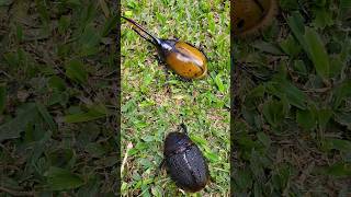 Dynastes hercules beetles 🇨🇷 Costa Rica [upl. by Stortz579]