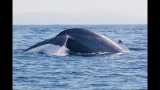 Mirissa Whale Watching [upl. by Nylirac]