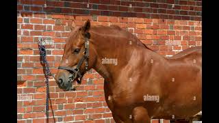 Horse Whinny Sound SFX Version [upl. by Wildee75]