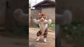 Funny cat dog monkey short video 😂😂 viralvideo funny fun funnyshorts [upl. by Saxon583]