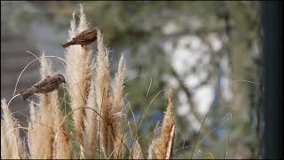 Things to KNOW about Birds Brown SPARROWS [upl. by Enyrhtac]