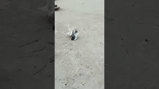 pigeon fightpigeonvideo shortamaannafees [upl. by Joceline]