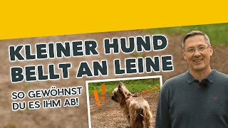 Leinenführigkeit Kleiner Hund bellt an Leine ► So gewöhnst Du es ihm ab Training 3 2019 [upl. by Emyam]