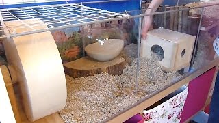 How To Set Up a Gerbil Cage [upl. by Essy]