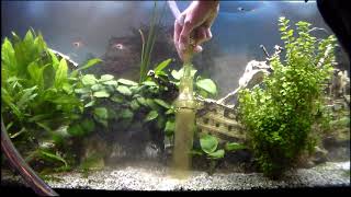 Podmiana wody i odmulanie dna w akwarium Replacing water and cleaning the bottom in the aquarium [upl. by Ayenet]